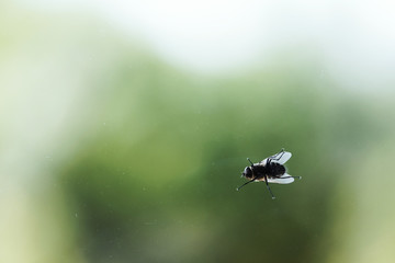 Domestic fly on window against sky - Shallow depth of field shot. Fly on the window, on the glass, the concept of sanitation, dangerous insects, insect repellent, copy space