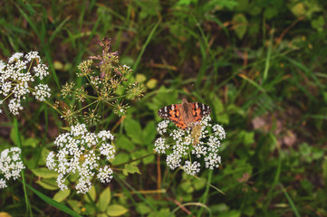 Beautiful butterfly sits on small white flowers