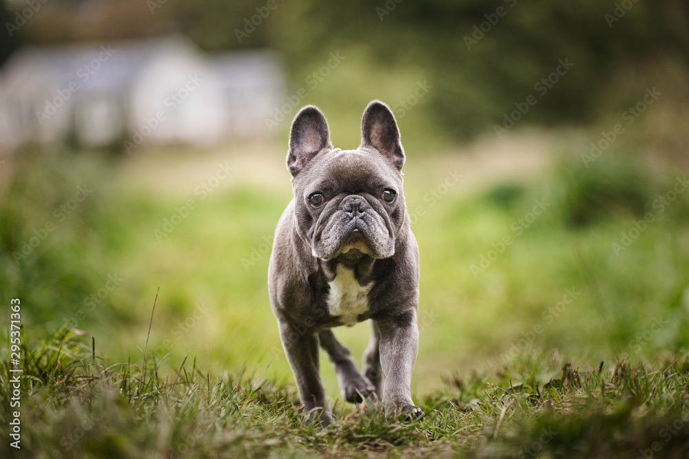 Wall mural The French Bulldog