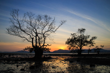 The last light of sunset/So beautiful tropical sunset with trees at the beach/