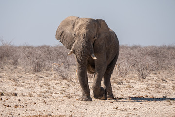 African Elephant in Etosha National Park, Namibia