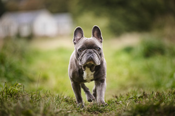Fototapeta premium The French Bulldog