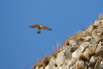 falco pellegrino in volo