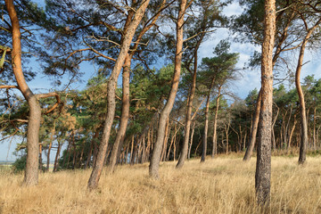 Wald mit gemeiner Kiefer