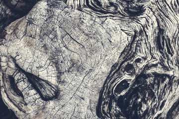 Old olive tree bark. Detail of trunk bark. Texture background