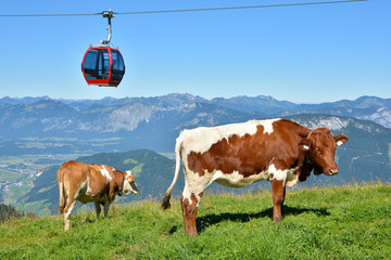 Beautiful view with cows and gondola lift on Hohe Salve mountains, Soll, Austria