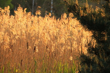 Trzciny zachód słońca © Piotr