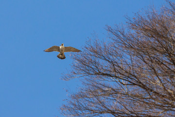 falco pellegrino in volo
