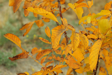 Colorful autumn leaves wallpaper, beautiful nature. Blurred yellow and red background.