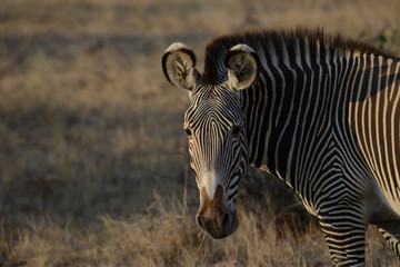 Kenya & Tanzania