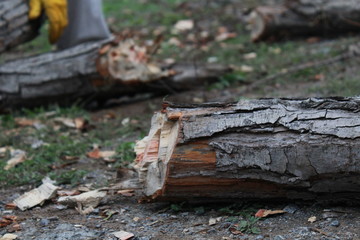 Leñador cortando tronco de madera