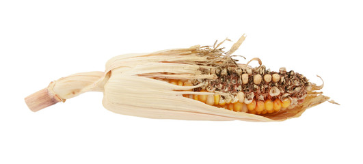 Fototapeta premium Damaged decorative Indian corn cob with eaten niblets