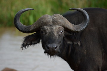 Kenya & Tanzania