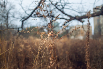 dried flowers and oak tree branches in a prairie in late afternoon winter light with bare trees in the background
