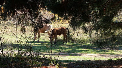 Wild horses in the forest