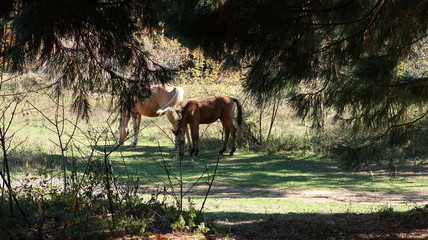 Wild horses in the forest
