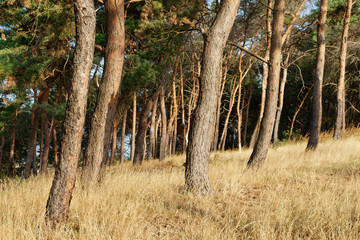 Wald mit gemeiner Kiefer