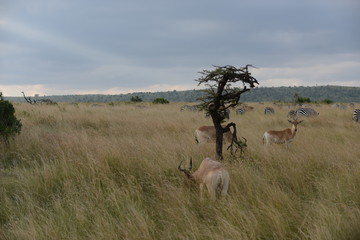 Naklejka premium Kenya & Tanzania