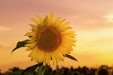 Obraz premium sunflower at sunset / bright sunflower on Vaughan of a beautiful sunset