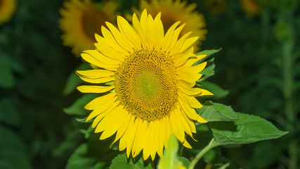sunflower at sunset / bright sunflower on Vaughan of a beautiful sunset