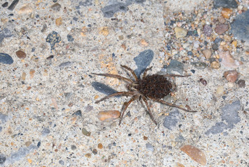 Little spiders sit motionless on mom’s back and do not interfere with her promotion...