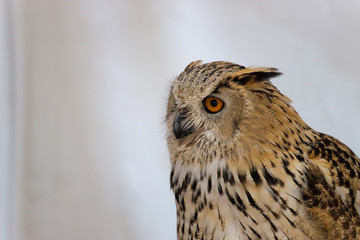 great horned owl