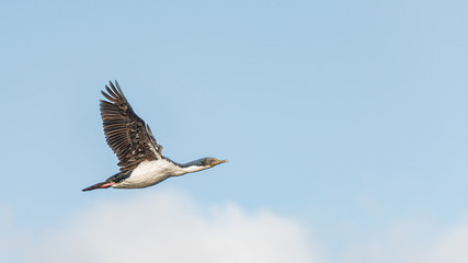 Flying single king cormorant over Beagle Channel in Patagonia