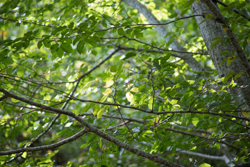 Leaves twigs green and yellow color beautiful background. Summer forest. Nature of Azerbaijan close up.