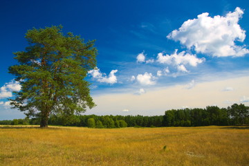 krajobraz z drzewem