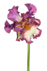 Zelfklevend Fotobehang iris flower isolated © _Vilor