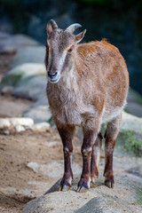 Bergziege im Tierpark Hagenbeck