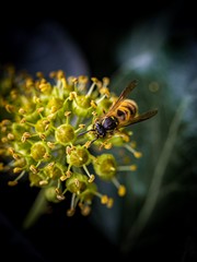 bee on flower