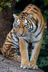 Fototapeta na wymiar Tiger im Tierpark Hagenbeck