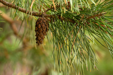 Autumn pine cones in the forest.