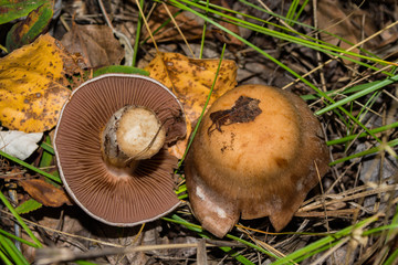 Cortinarius mushroom. Mushroom grows in a dark dense oak forest. Mushroom closeup. Soft selective focus.
