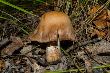 Cortinarius mushroom. Mushroom grows in a dark dense oak forest. Mushroom closeup. Soft selective focus.