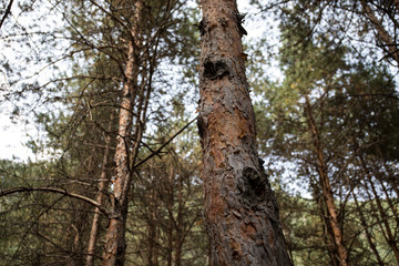 Bark of Pine Tree close up. Beautiful pine forest at summer time.