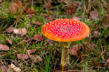 mushroom, fungus, nature, autumn, plant, meadow, grass, white, wild, food, summer, comic, find, search, spring background, ecotourism, lawn, pale, pick, toned, toxic, trek, appetite, autumn landscape,