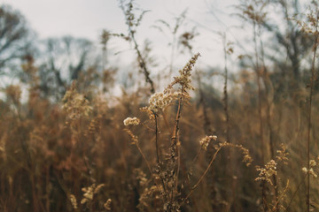 dried goldenrod flower in a prairie in late afternoon winter light with bare trees in the background