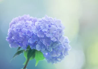 Foto auf Acrylglas Blaue Hortensienblüten hautnah © photolink