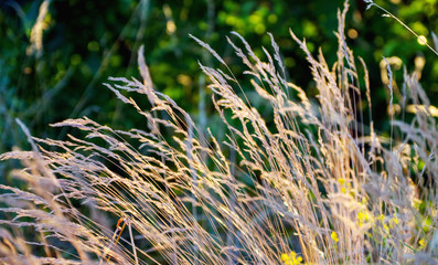 dry grass at sunset on a warm summer evening
