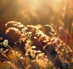 dry grass at sunset on a warm summer evening
