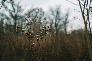 Fototapeta premium dried aster flowers in a prairie in late afternoon winter light with bare trees in the background