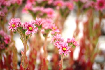 Pretty in pink in the garden