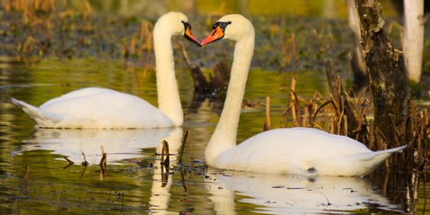 zakochane łabędzie © Piotr