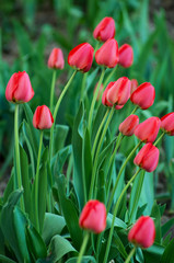 Beautiful red tulip background