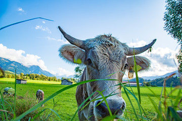 Kuh - neugierig - Hörner - Allgäu - Sommer