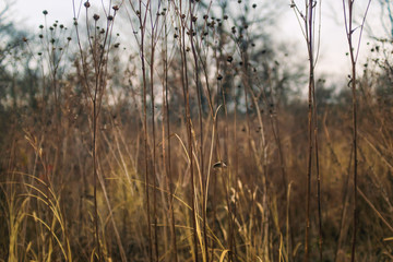 dried flowers and grass in a prairie in late afternoon winter light with bare trees in the background