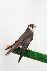 rapace