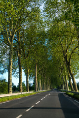 Fototapeta premium Beautiful straight road and green trees